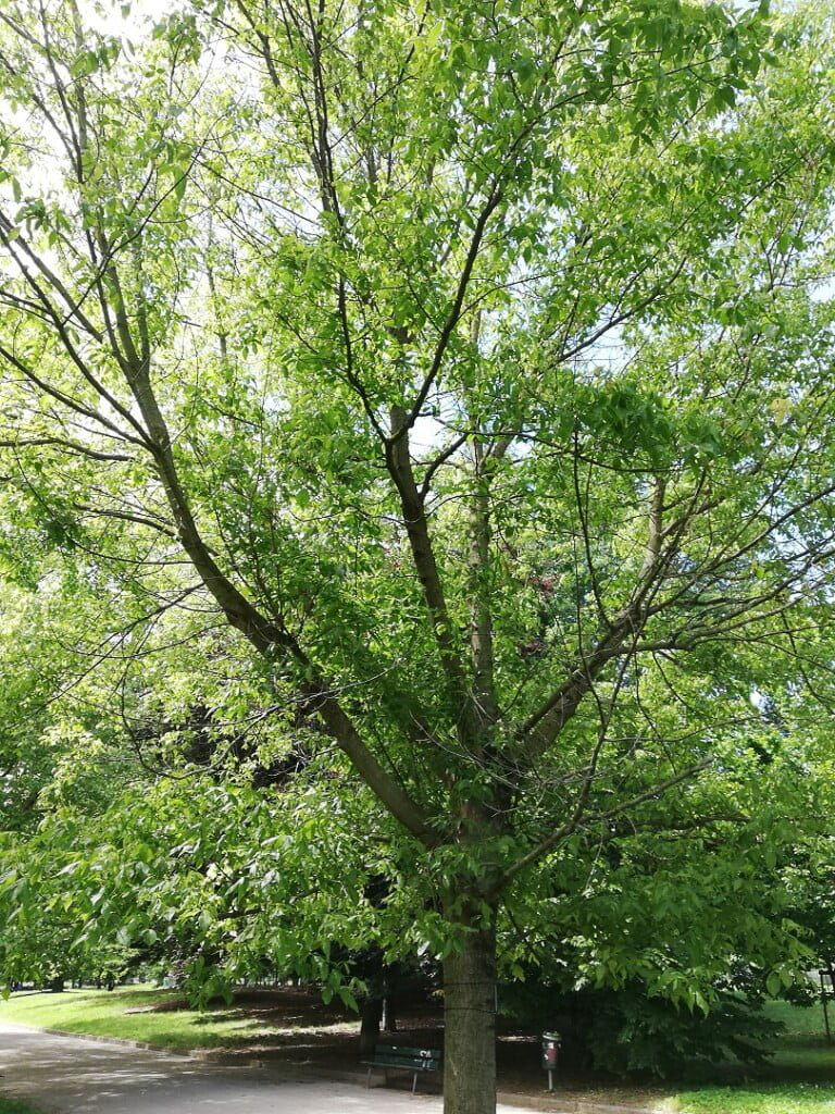 0012 Acero americano 01