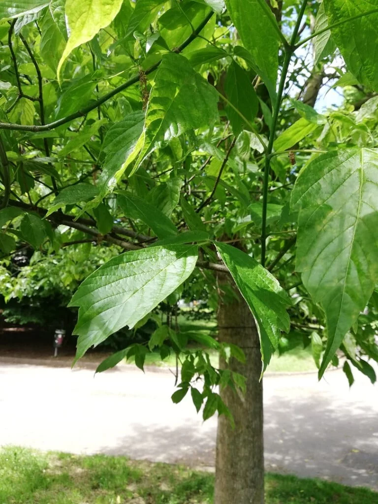 0012 Acero americano 05