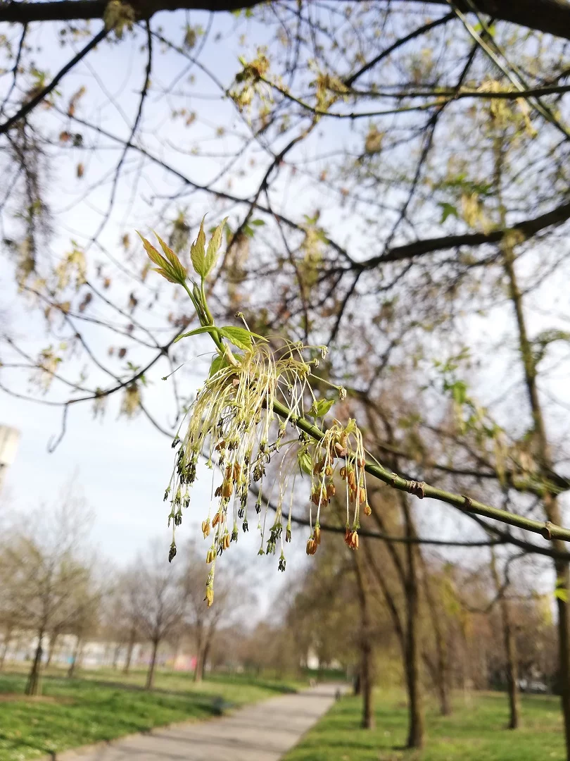 0012 Acero americano 06