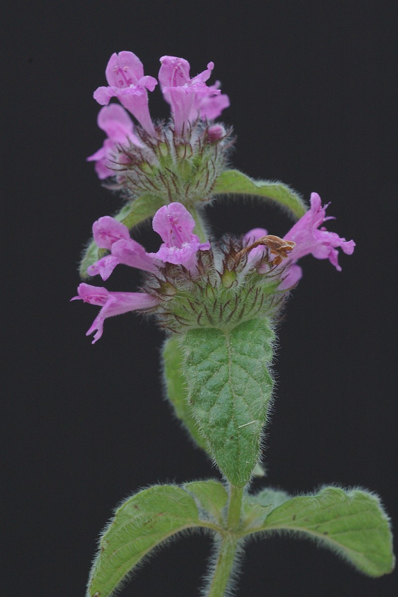 1519 Clinopodio boschi 03