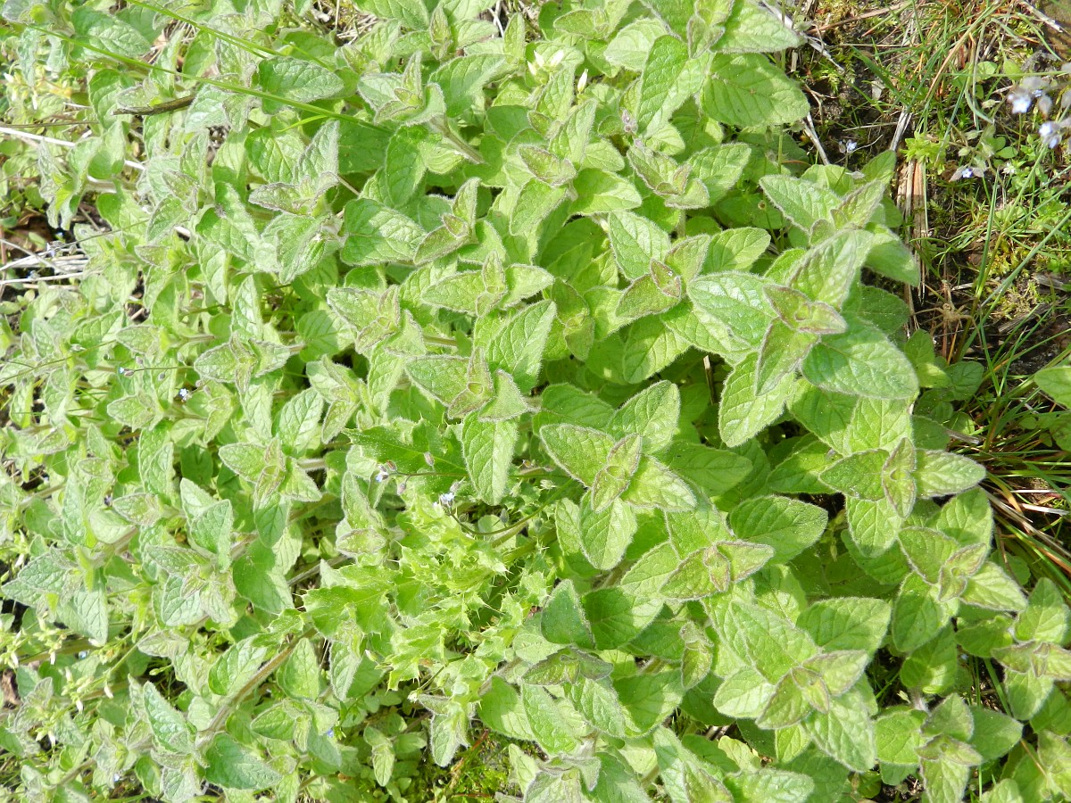 1519 Clinopodio boschi 04