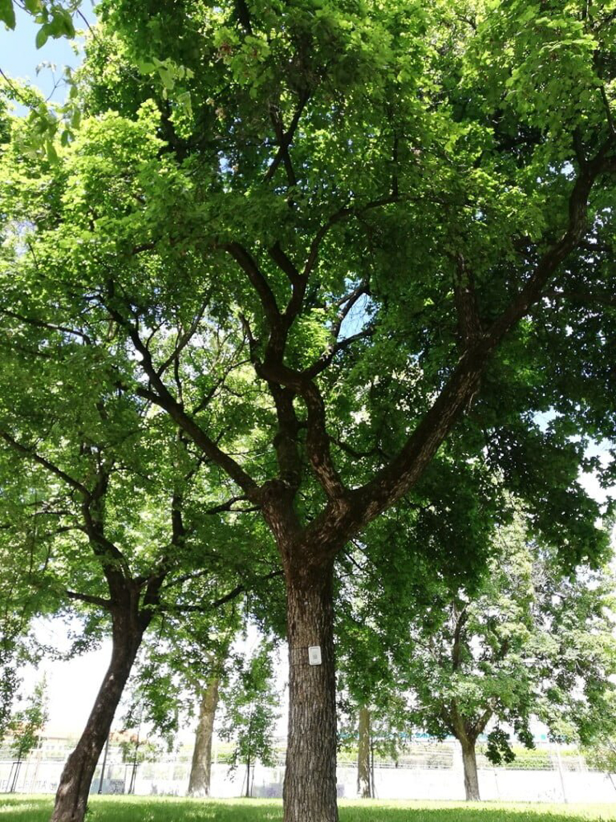 0006 Acero campestre 01_