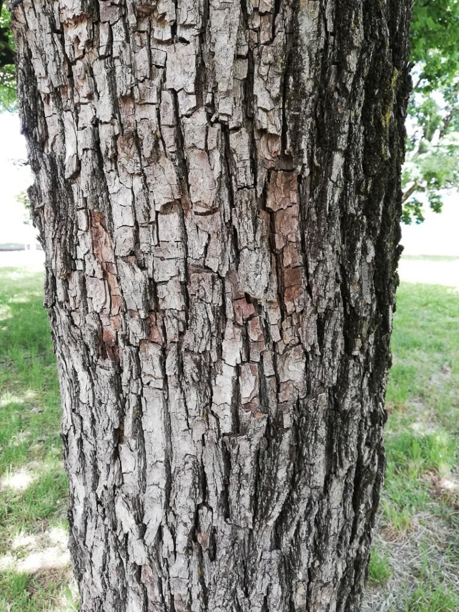 0006 Acero campestre 04