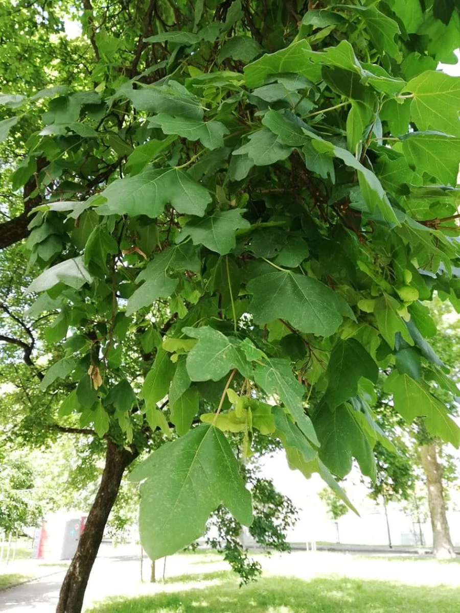 0006 Acero campestre 05