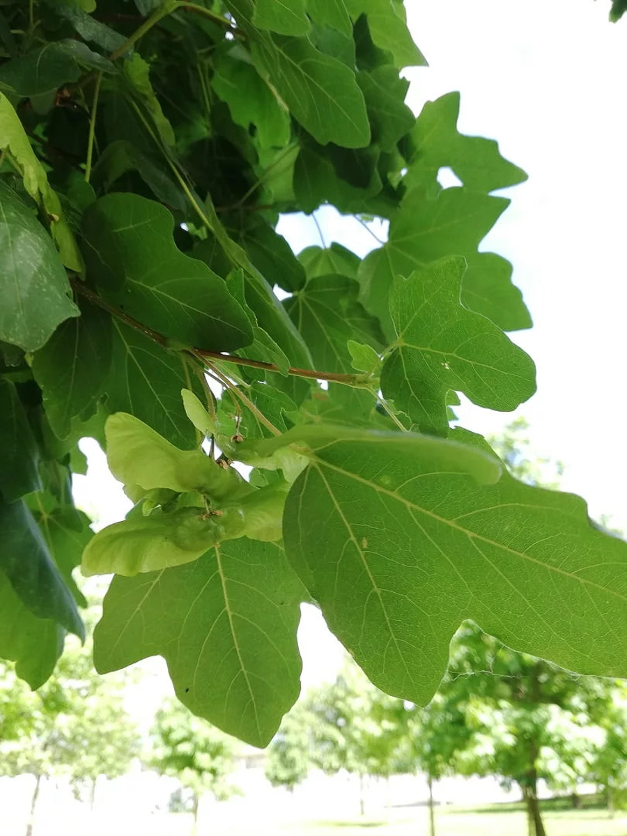 0006 Acero campestre 06