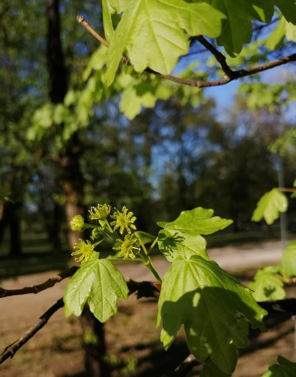 0006 Acero campestre 07