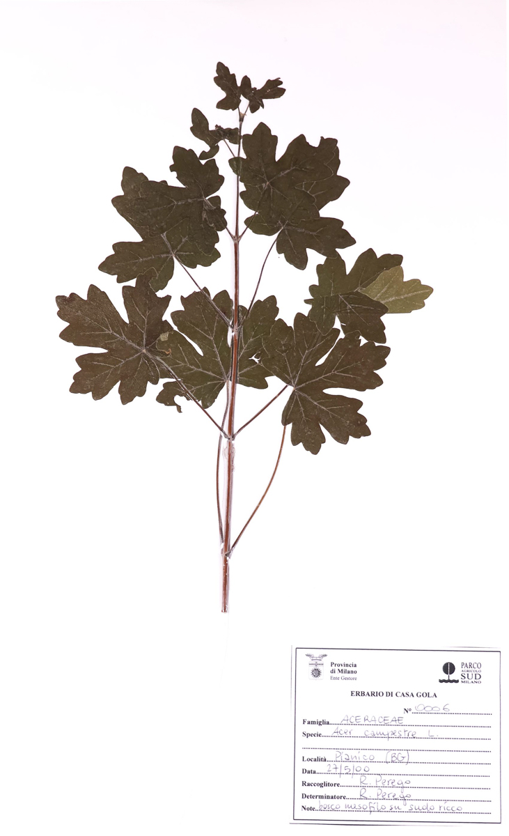 0006 Acero campestre 08