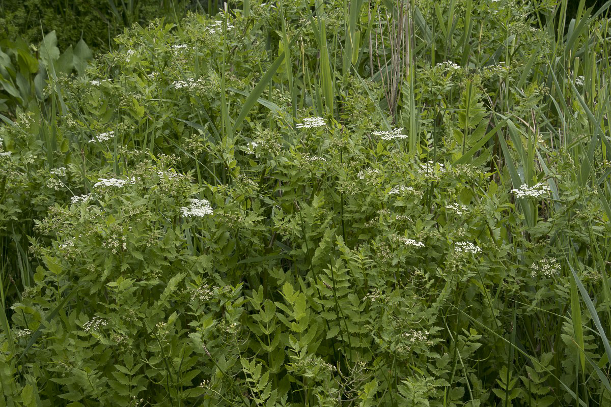 0085 Sedanina acqua 01