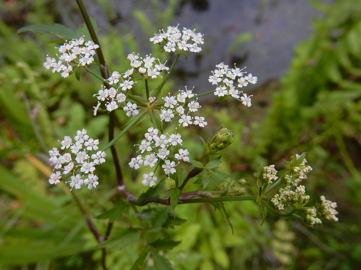 0085 Sedanina acqua 04
