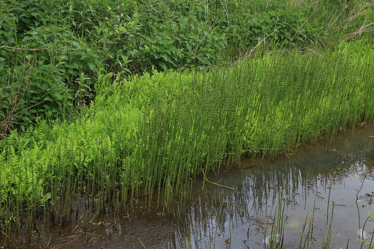 0085 Sedanina acqua 06