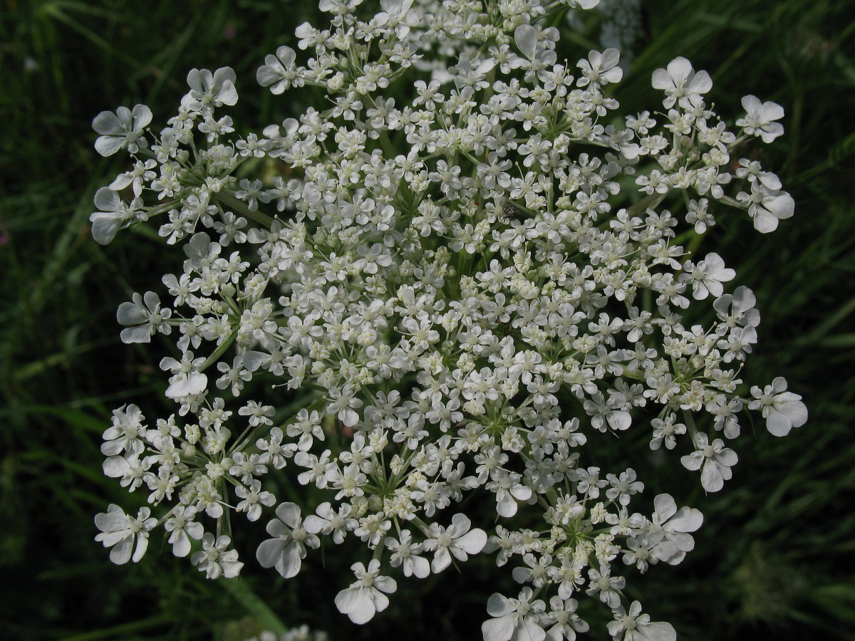 0097 Cicuta maggiore 04