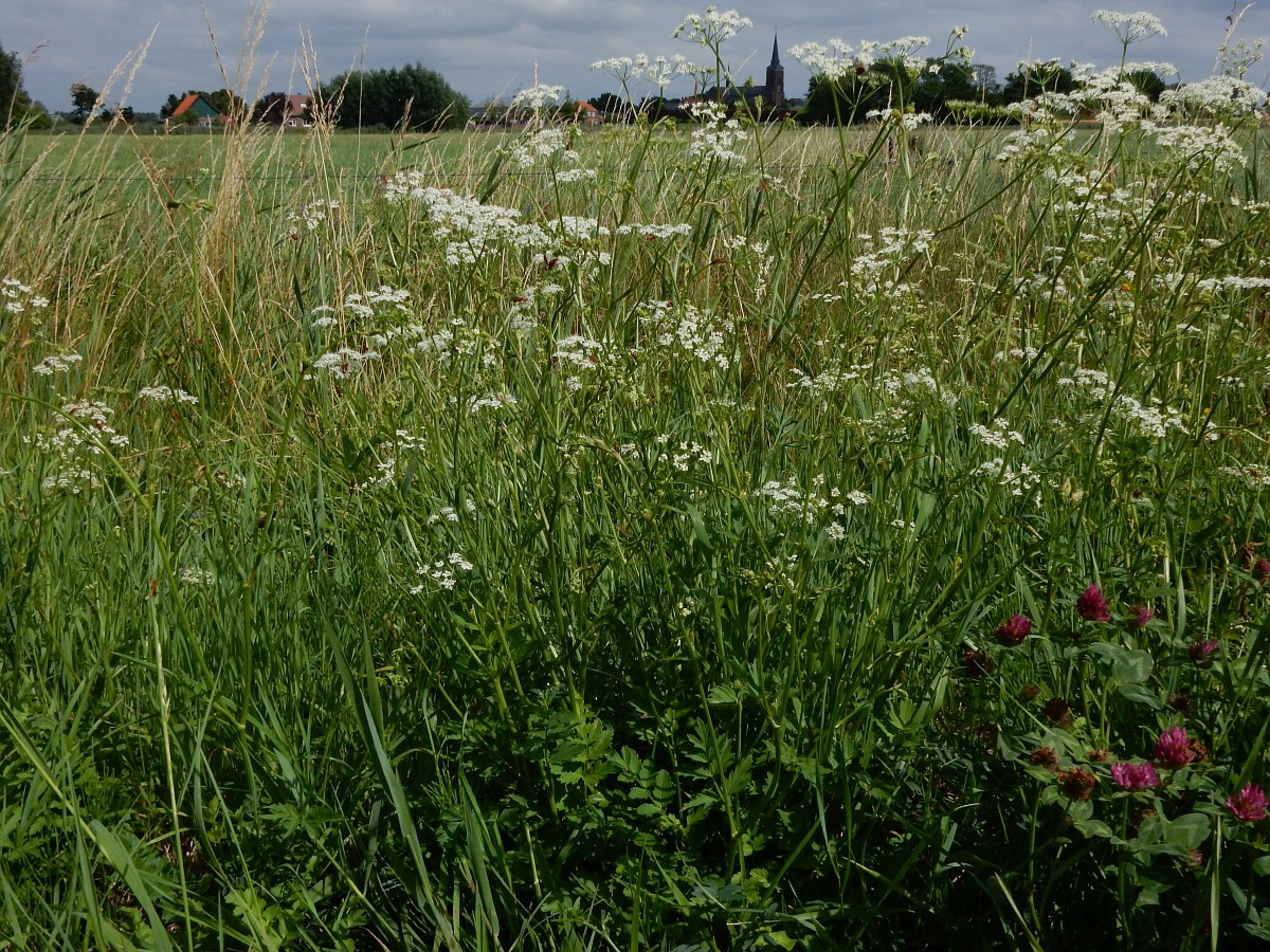 0112 Tragoselino maggiore 01