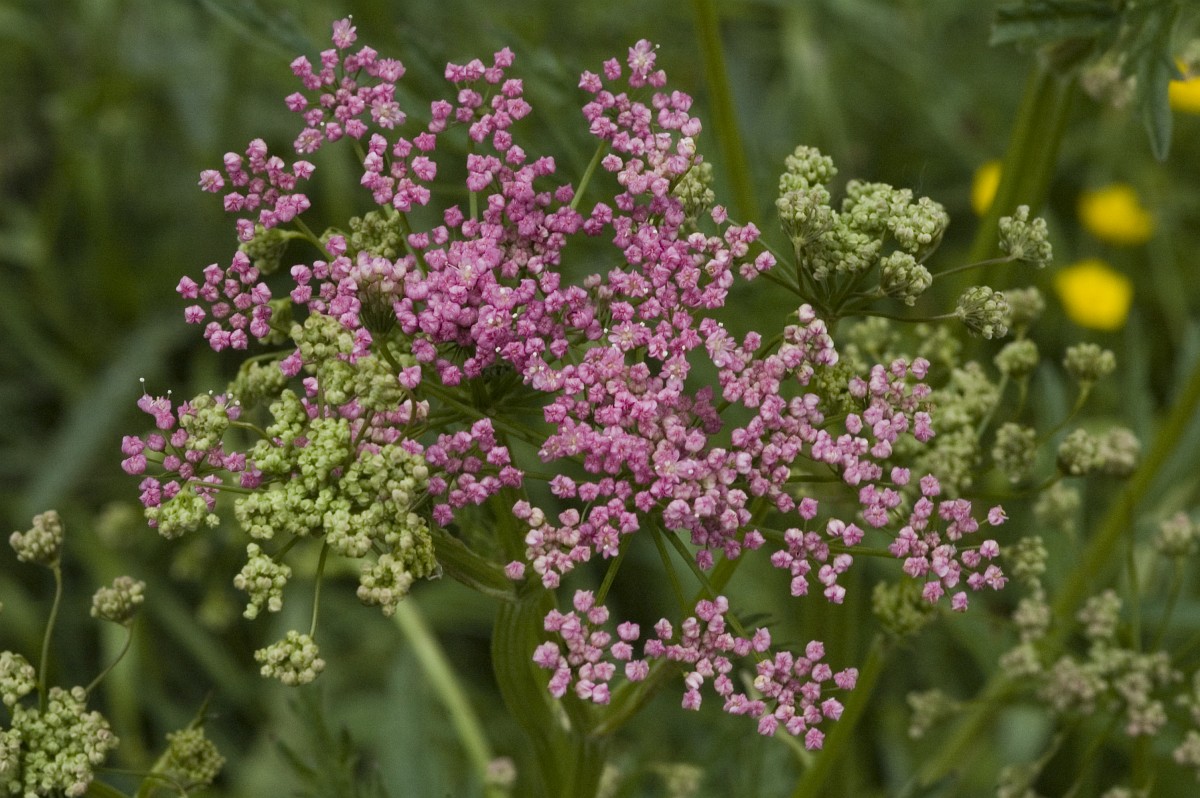 0112 Tragoselino maggiore 06