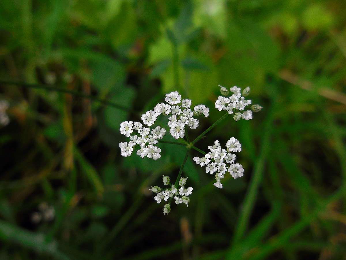 0125 Lappolina petrosello 04