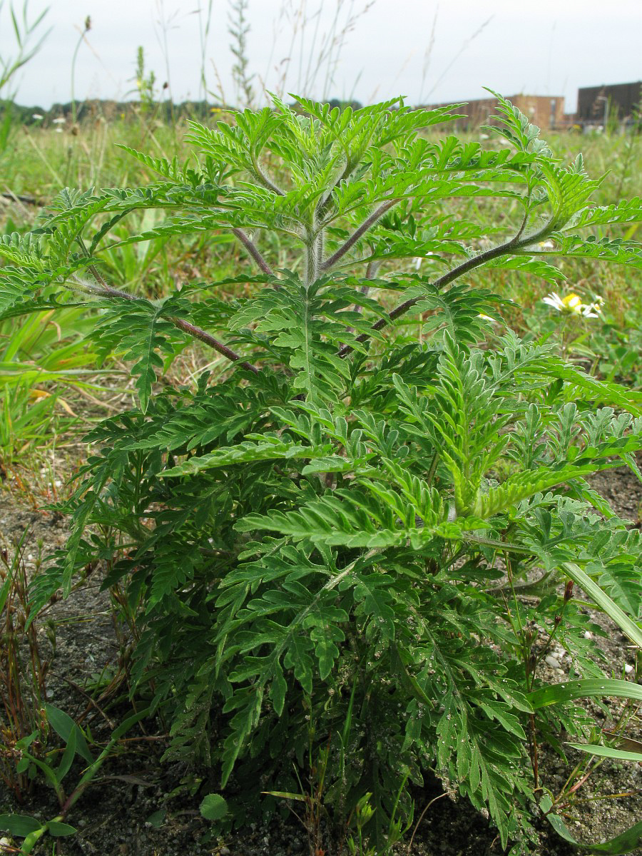 0200 Ambrosia artemisia 01