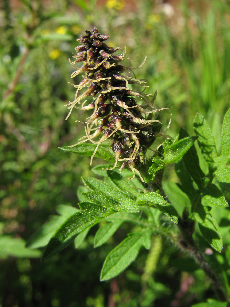 0200 Ambrosia artemisia 06