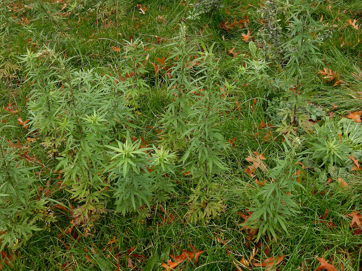 0212 Assenzio Verlot 01