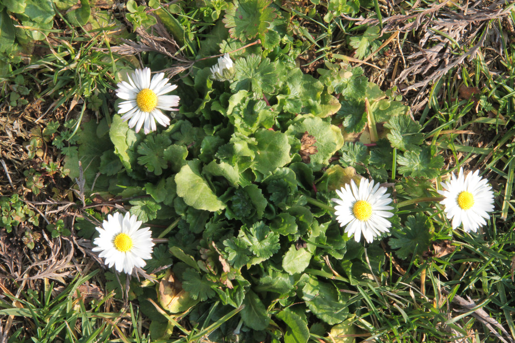 0217 Pratolina comune 01