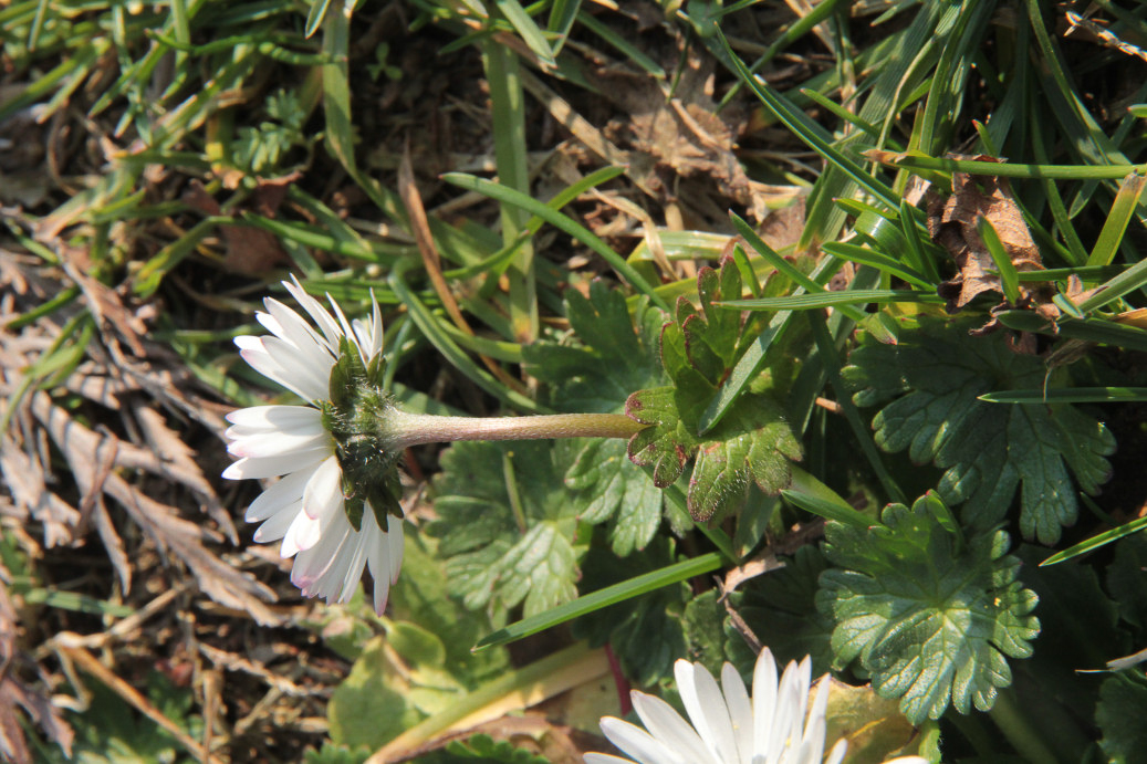 0217 Pratolina comune 04