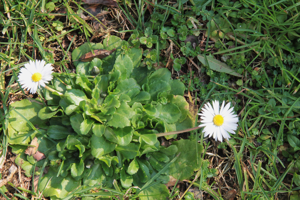 0217 Pratolina comune 05