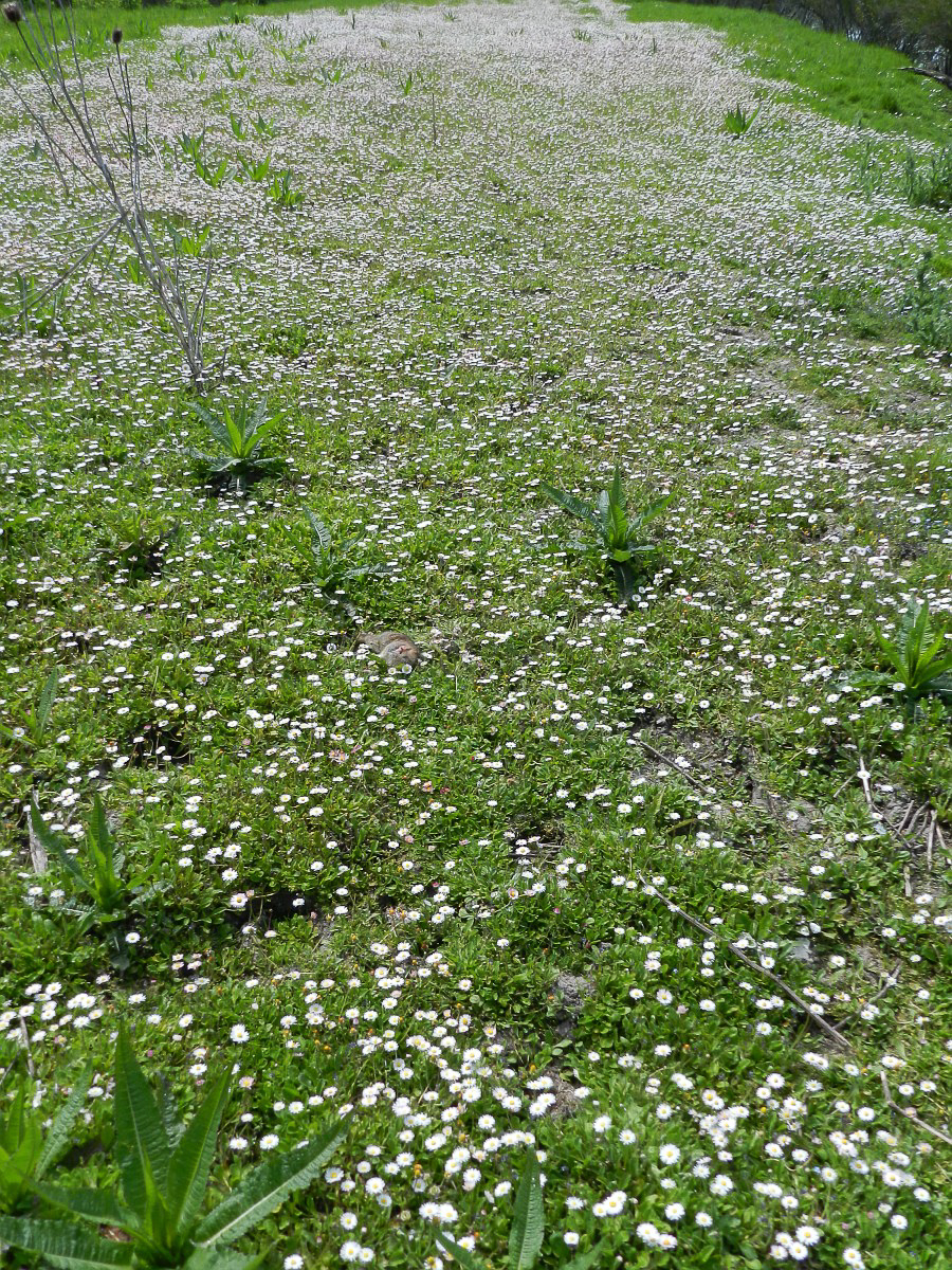 0217 Pratolina comune 06