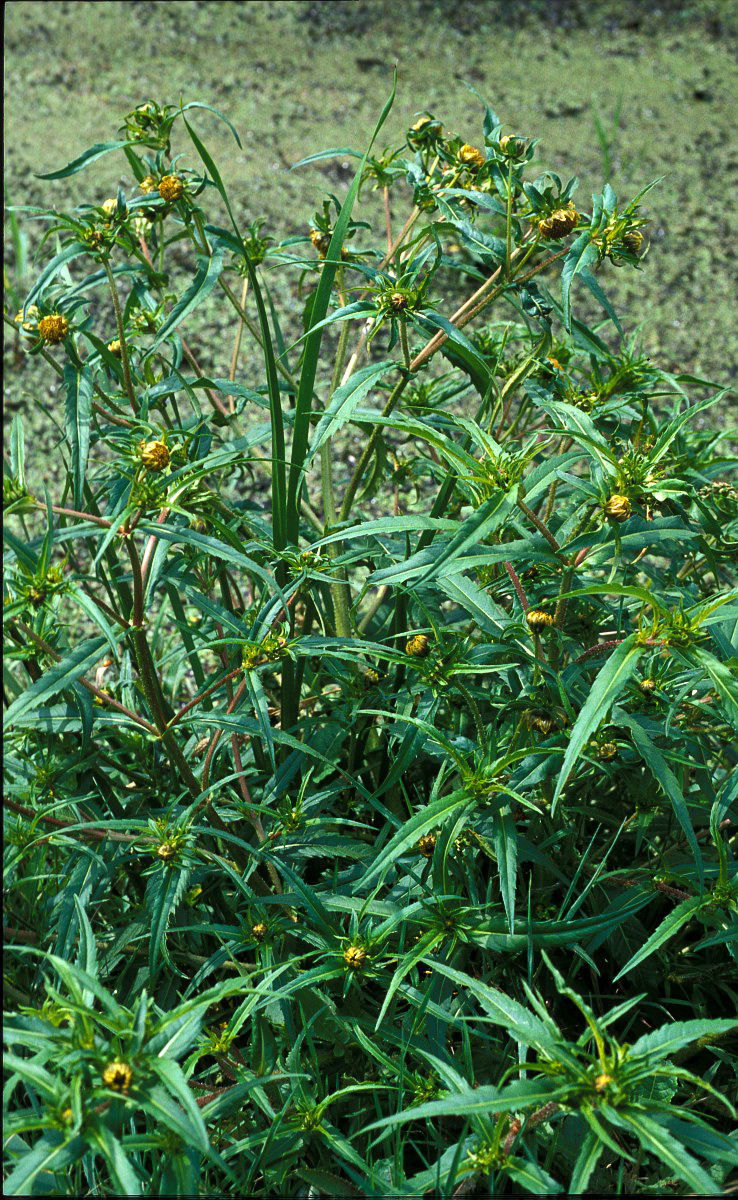 0233 Forbicina intera 01