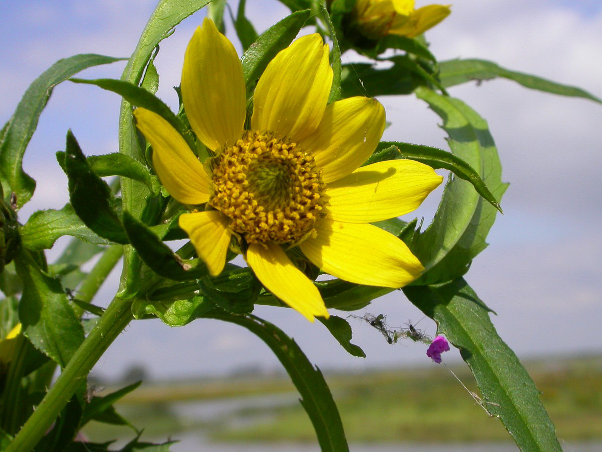 0233 Forbicina intera 04