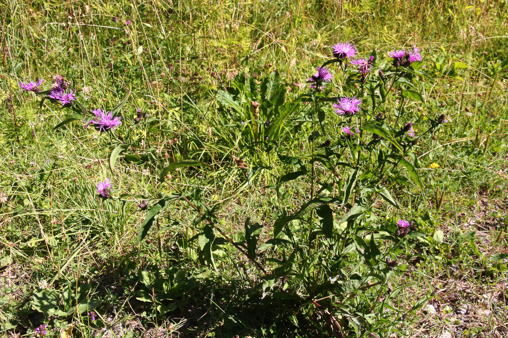 0250 Fiordaliso nerastro 01