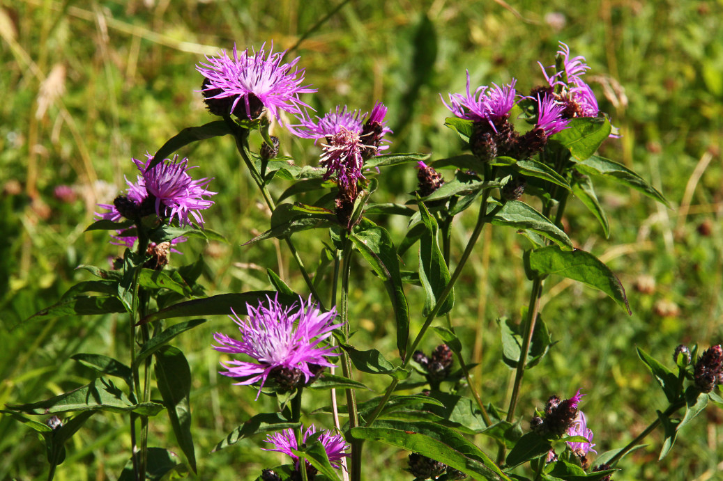 0250 Fiordaliso nerastro 04