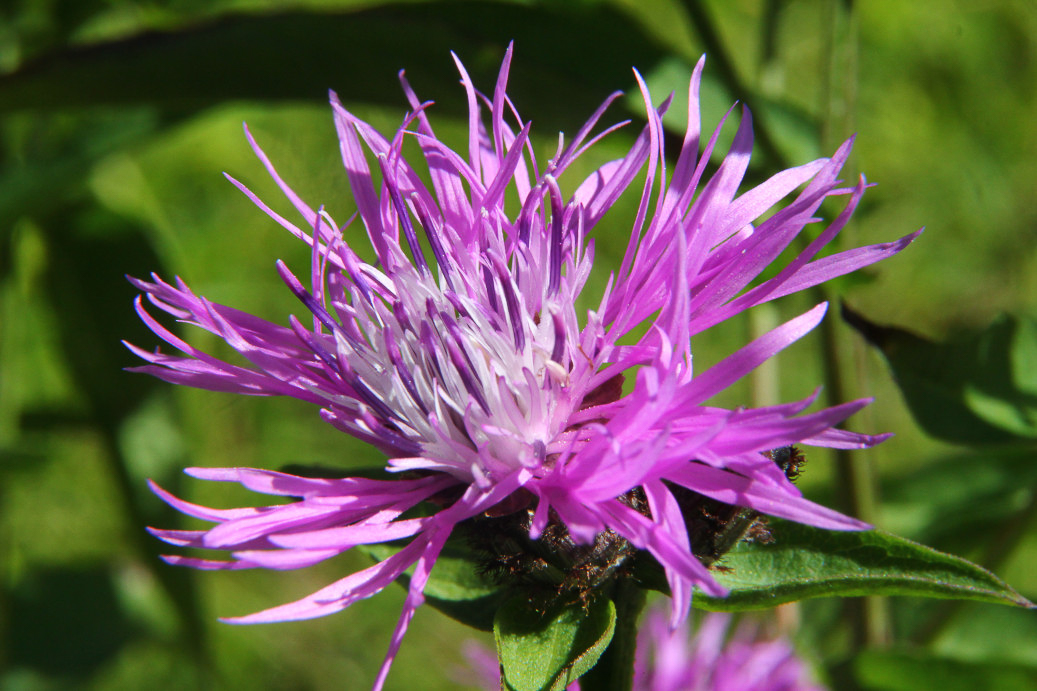 0250 Fiordaliso nerastro 06