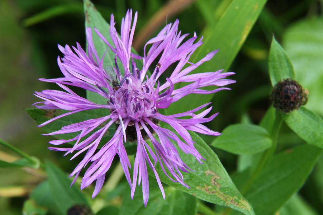 0250 Fiordaliso nerastro 07