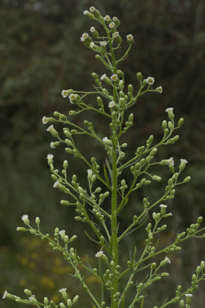 0274 Saeppola canadese 04