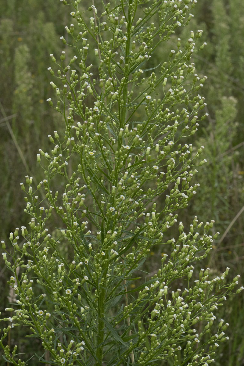 0274 Saeppola canadese 05