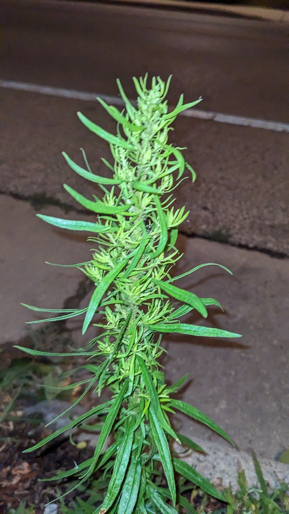 0274 Saeppola canadese 06