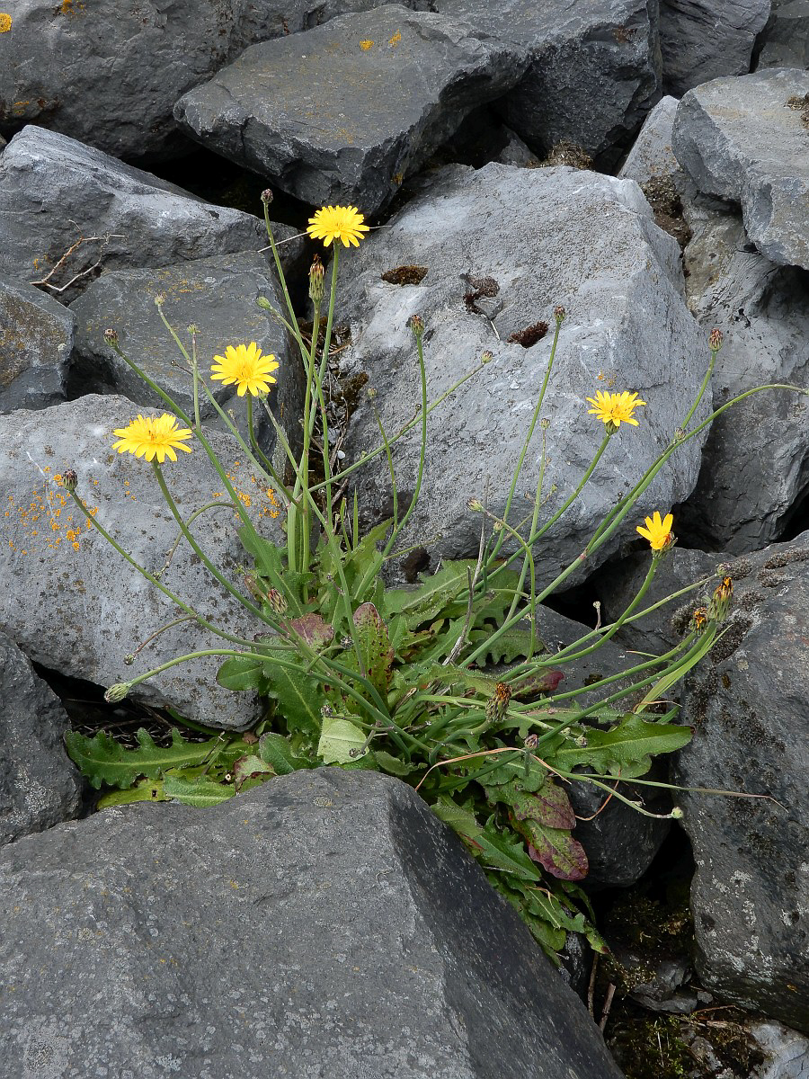 0343 Costolina giuncolina 01