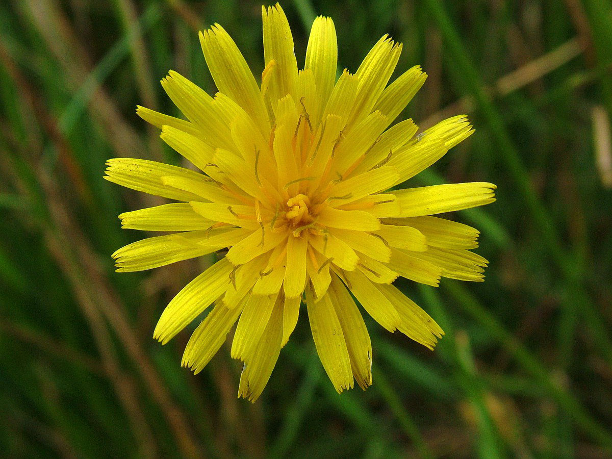 0343 Costolina giuncolina 04