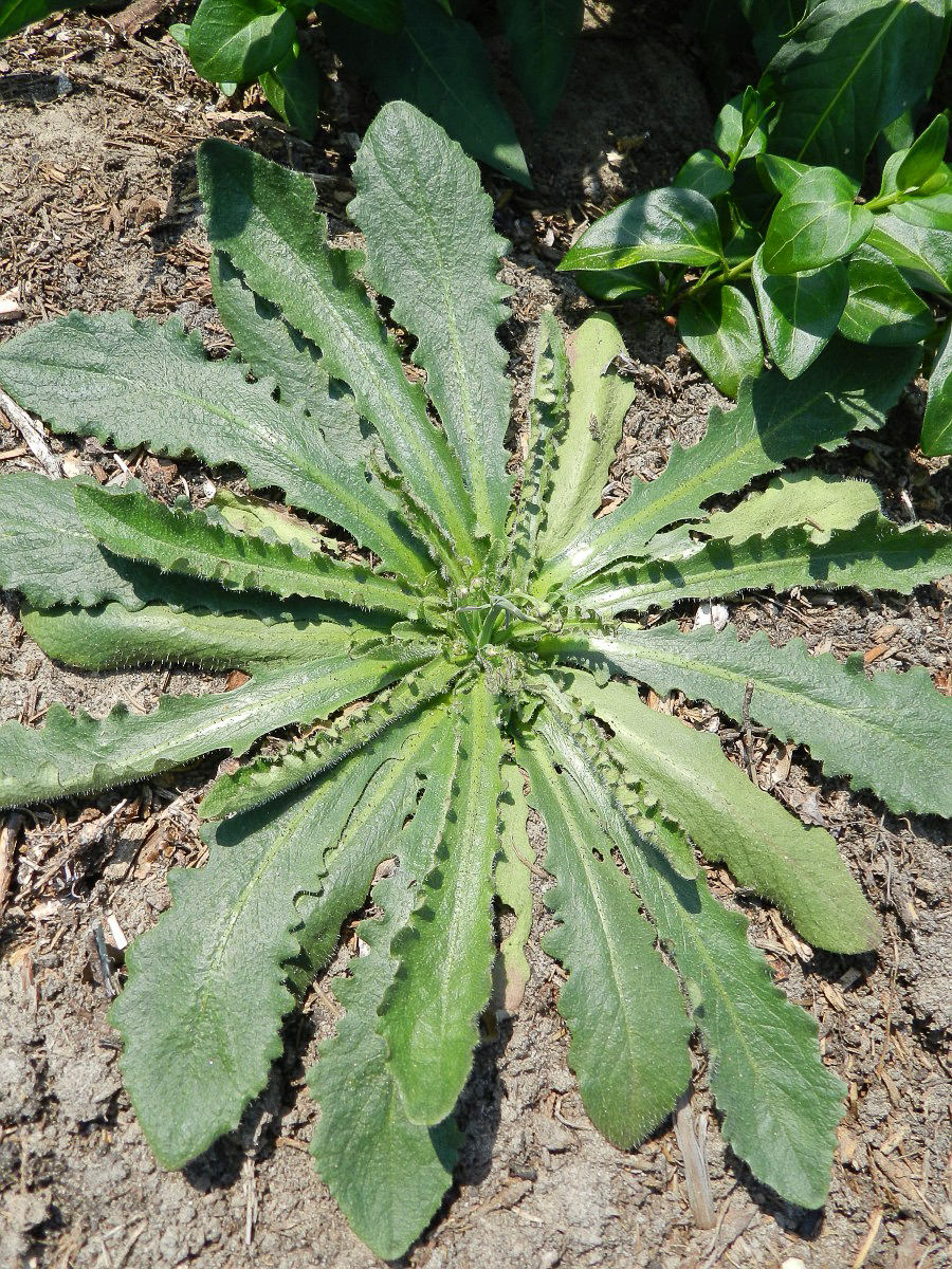 0343 Costolina giuncolina 05