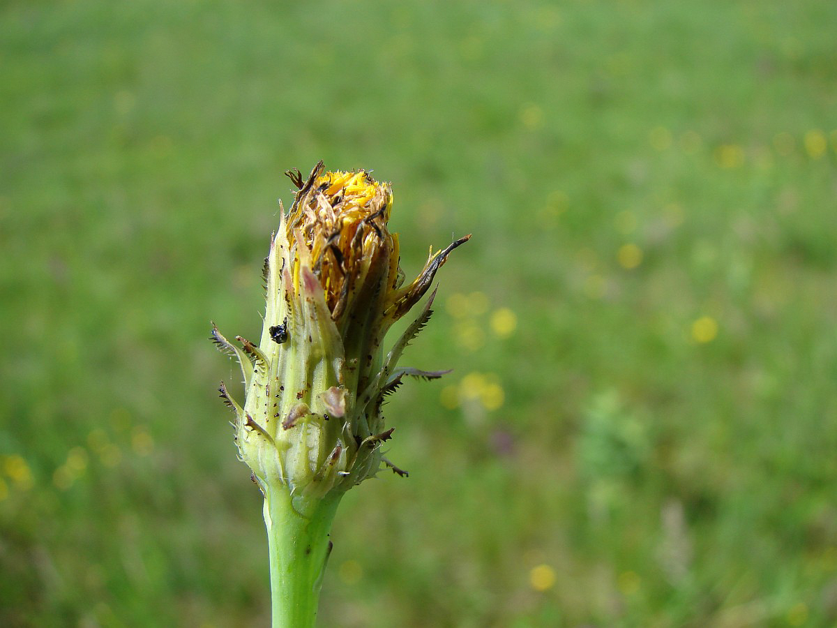 0343 Costolina giuncolina 06
