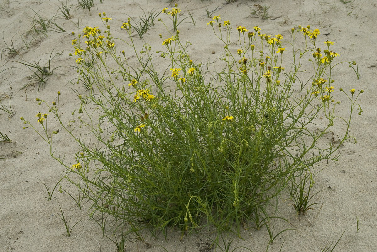 0421 Senecione sudafricano 01