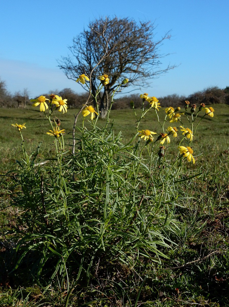 0421 Senecione sudafricano 06
