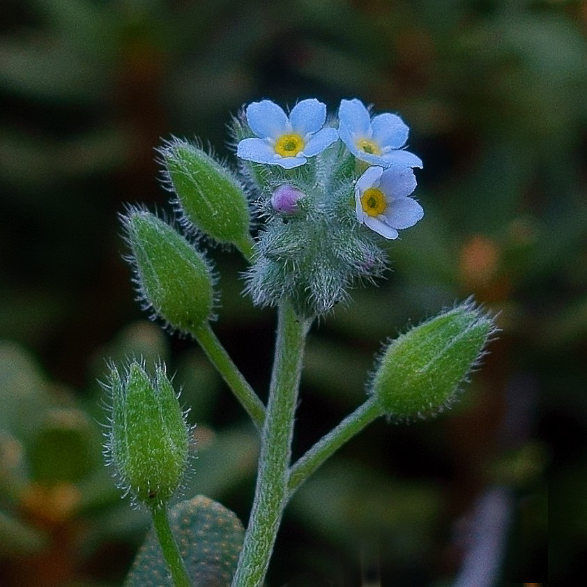 0498 Nontiscordardime minore 04