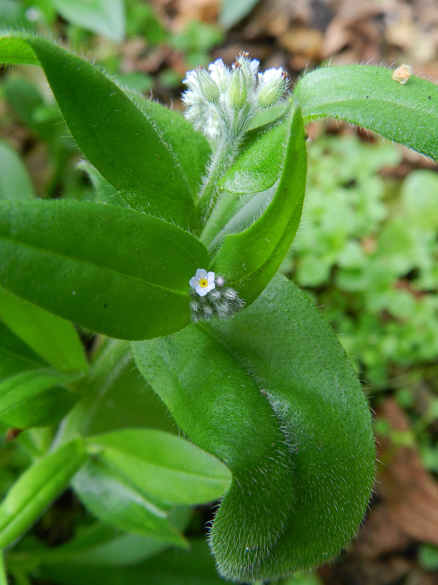 0498 Nontiscordardime minore 05