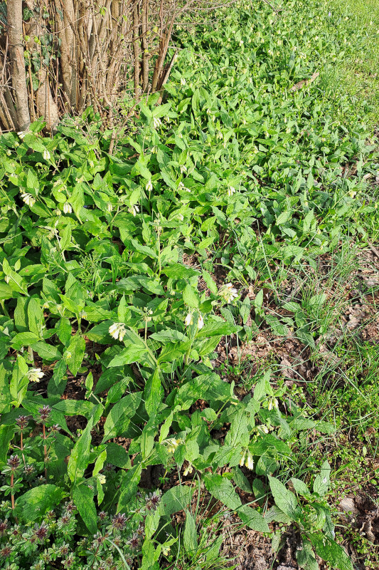 0518 Consolida minore 01