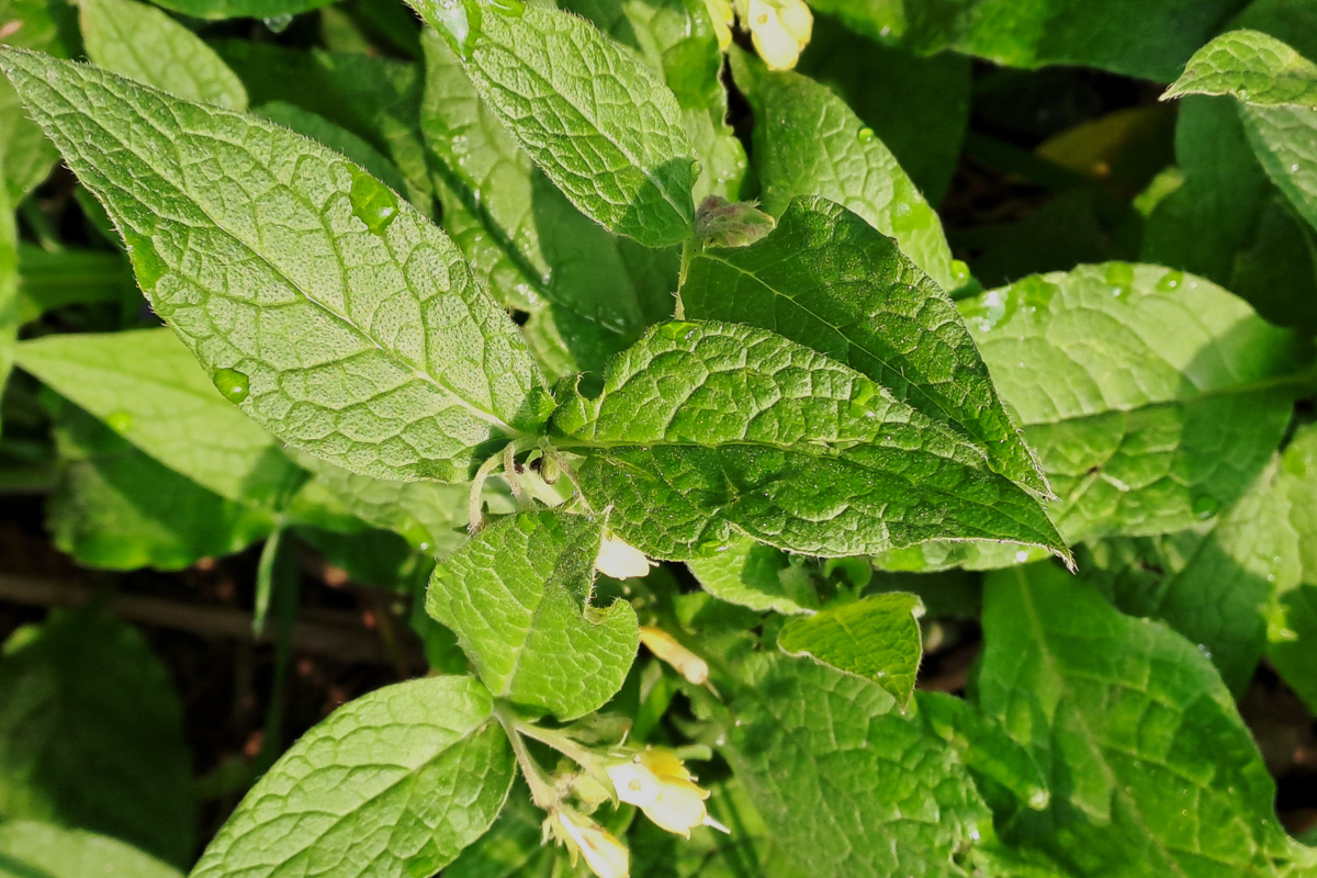 0518 Consolida minore 06