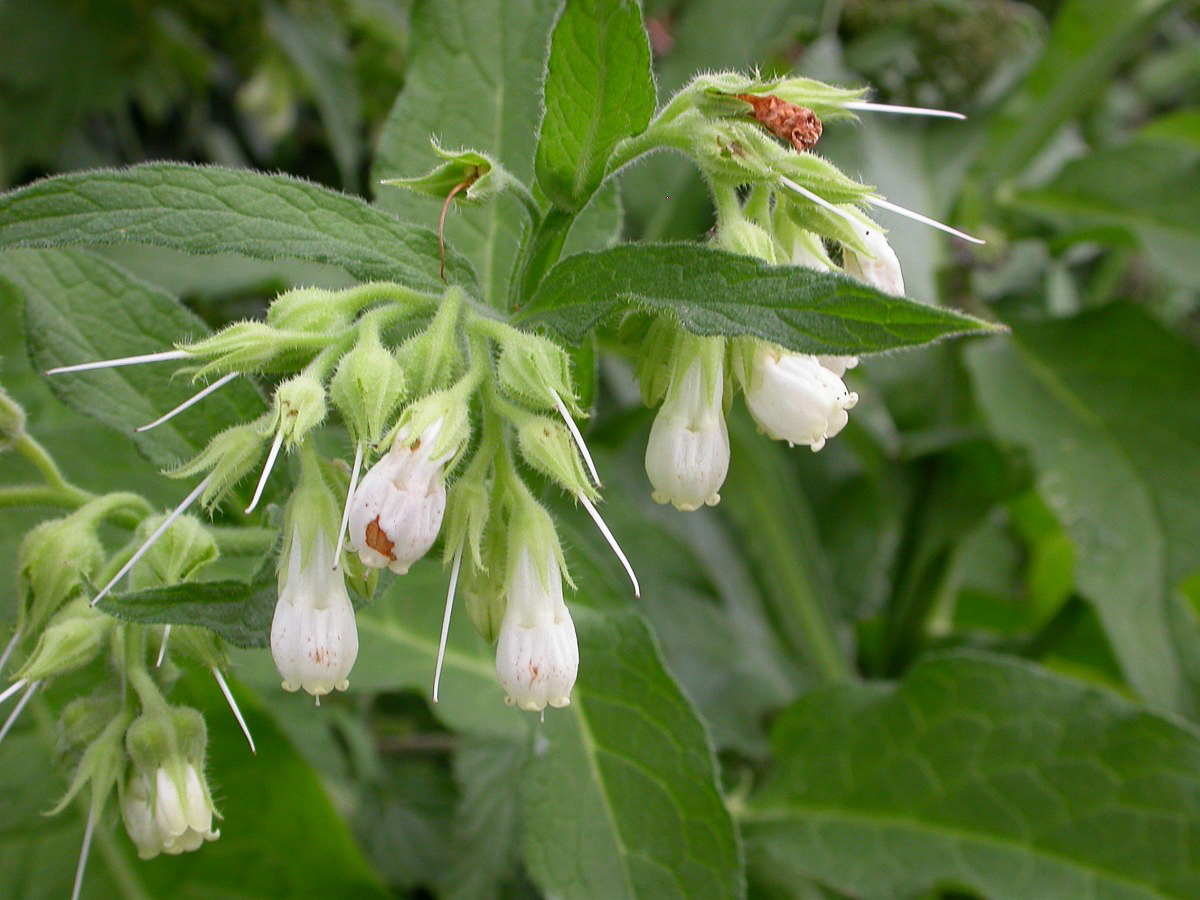 0522 Consolida maggiore 04