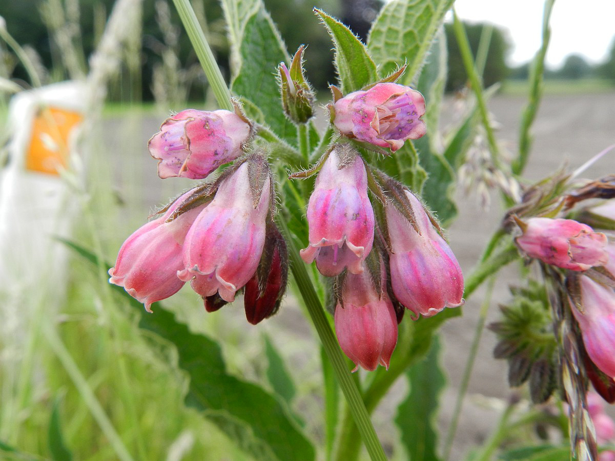 0522 Consolida maggiore 06