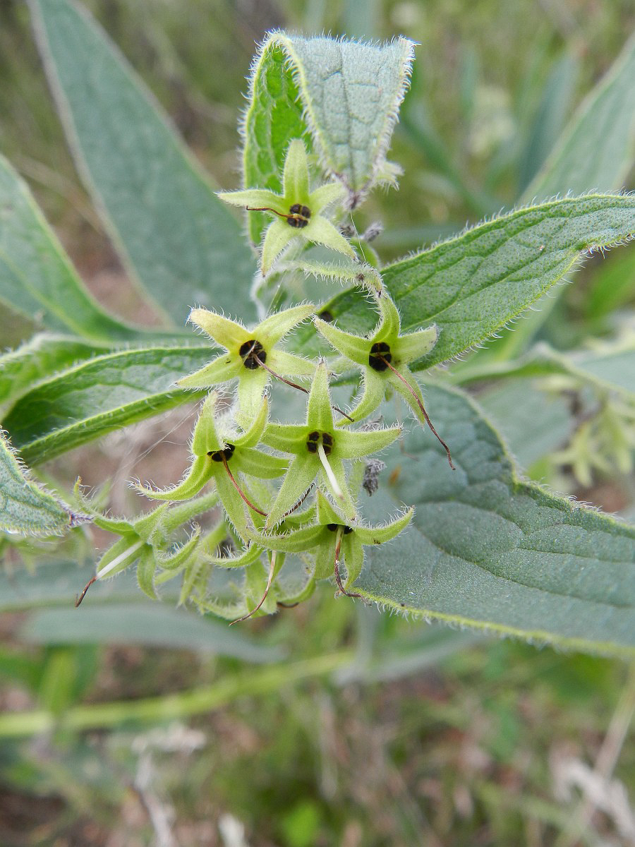 0522 Consolida maggiore 08