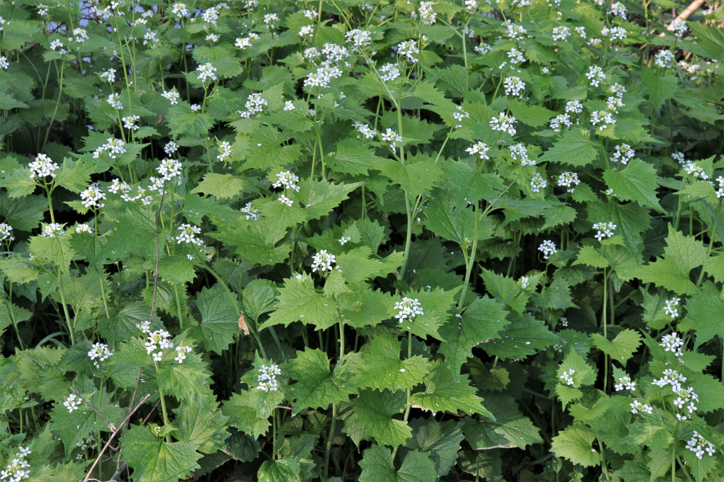 0536 Alliaria comune 01