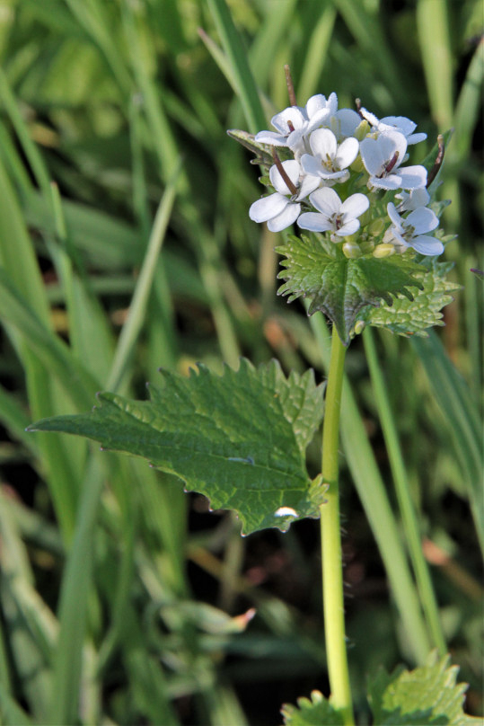 0536 Alliaria comune 04