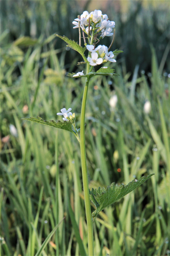 0536 Alliaria comune 05